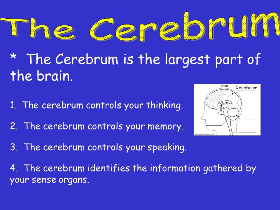* The Cerebrum is the largest part of the brain.