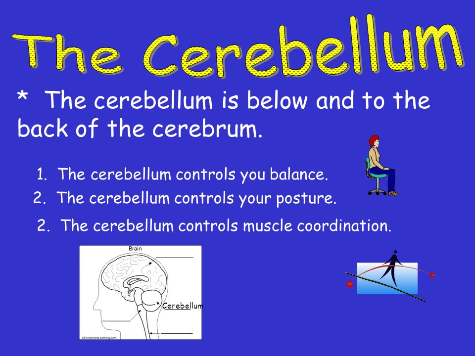 * The cerebellum is below and to the back of the cerebrum.