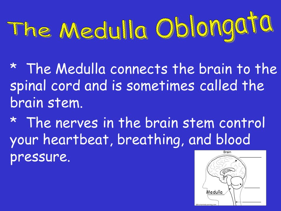 The Medulla Oblongata * The Medulla connects the brain to the spinal cord and is sometimes called the brain stem.