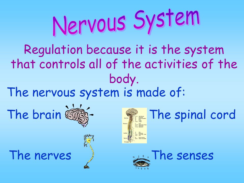 Nervous System Regulation because it is the system that controls all of the activities of the body.