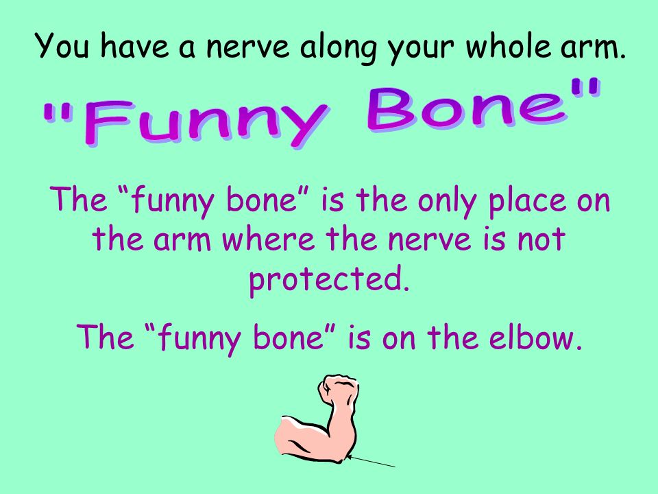 The funny bone is on the elbow.