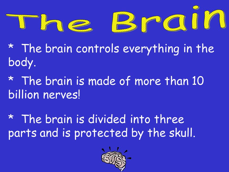 The Brain * The brain controls everything in the body. * The brain is made of more than 10 billion nerves!