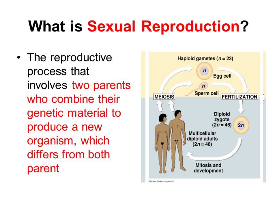Sexual Reproduction Of Invertebrates