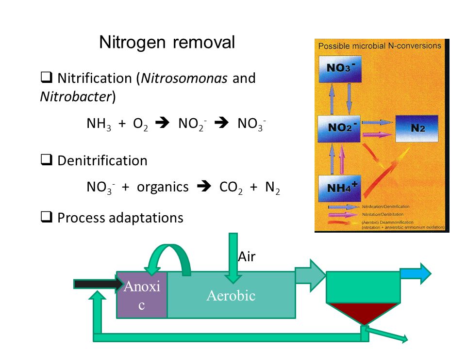 Nitrogen removal Nitrification (Nitrosomonas and Nitrobacter)
