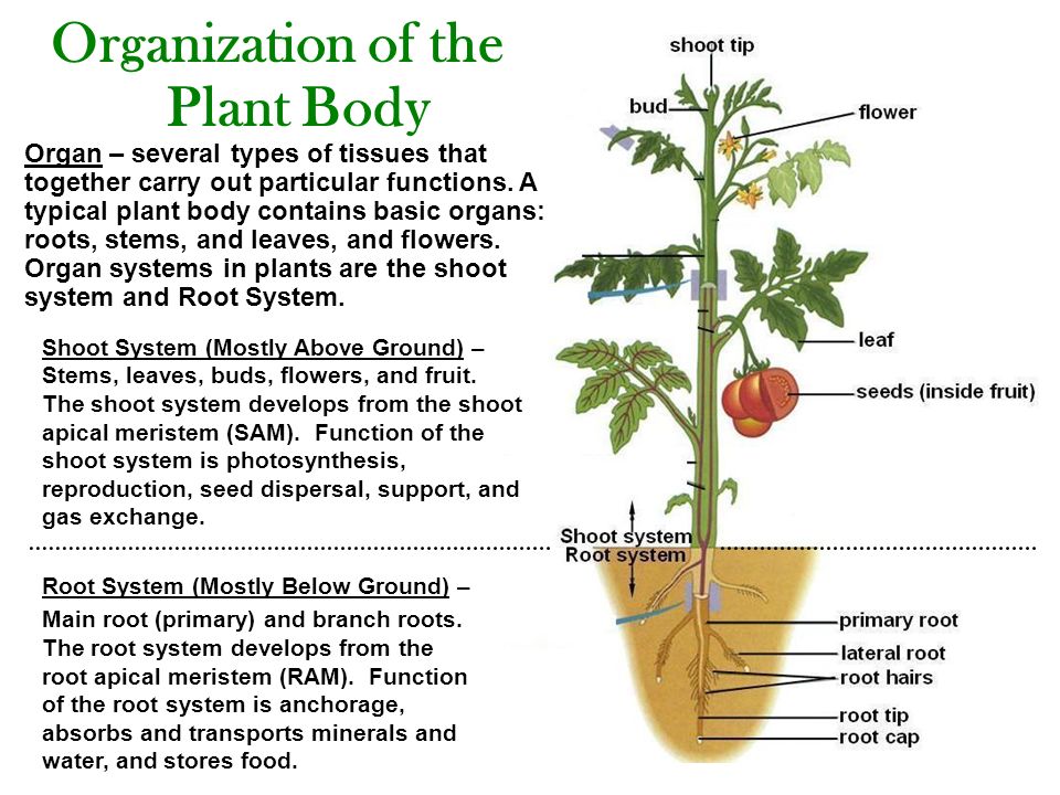 Plant body. Plant structure. The structure of a Plant Organ. Корневая система томатов. The structure of the Fruit of Plants..