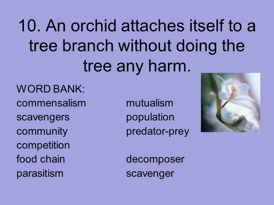10. An orchid attaches itself to a tree branch without doing the tree any harm.