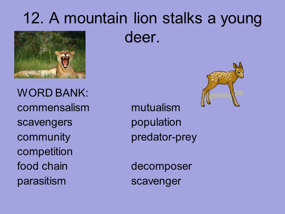 12. A mountain lion stalks a young deer.