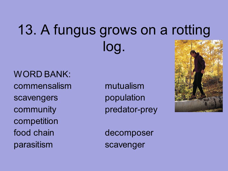 13. A fungus grows on a rotting log.