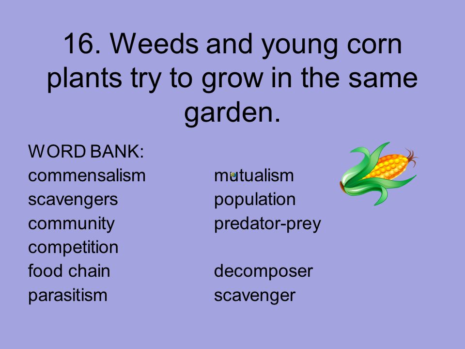 16. Weeds and young corn plants try to grow in the same garden.