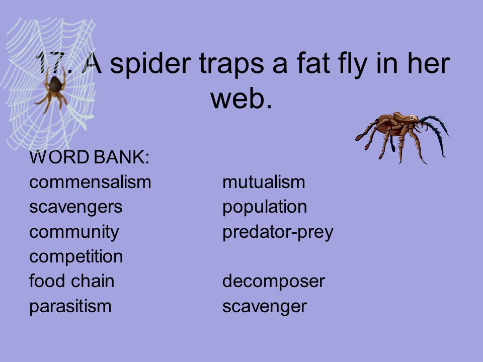17. A spider traps a fat fly in her web.