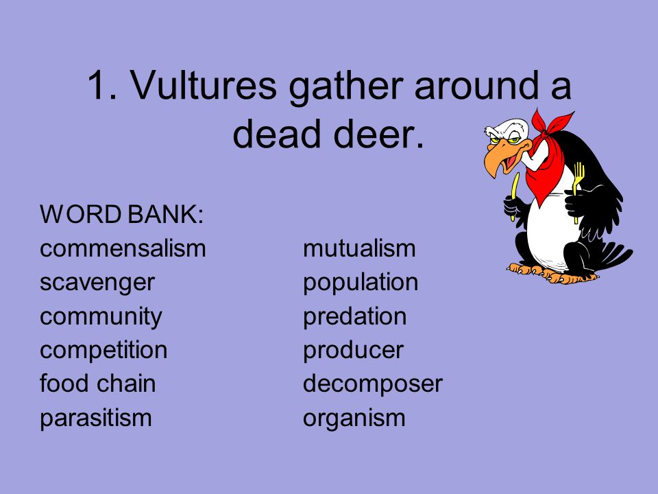 1. Vultures gather around a dead deer.