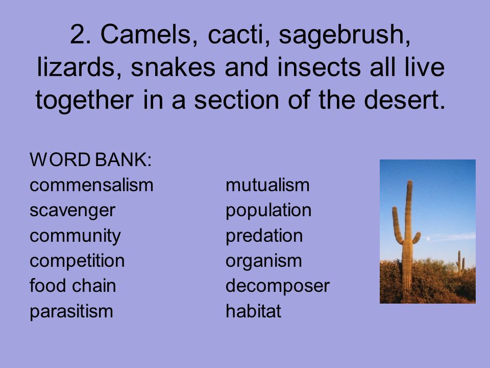 2. Camels, cacti, sagebrush, lizards, snakes and insects all live together in a section of the desert.
