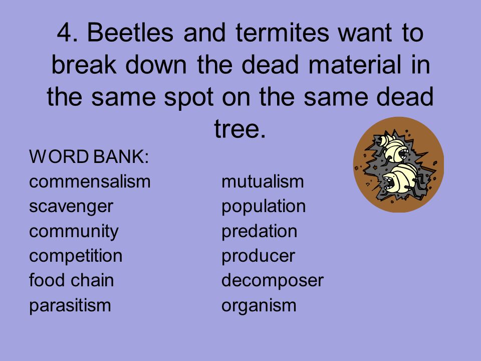 4. Beetles and termites want to break down the dead material in the same spot on the same dead tree.
