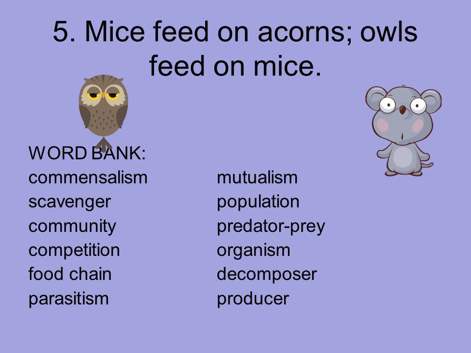 5. Mice feed on acorns; owls feed on mice.