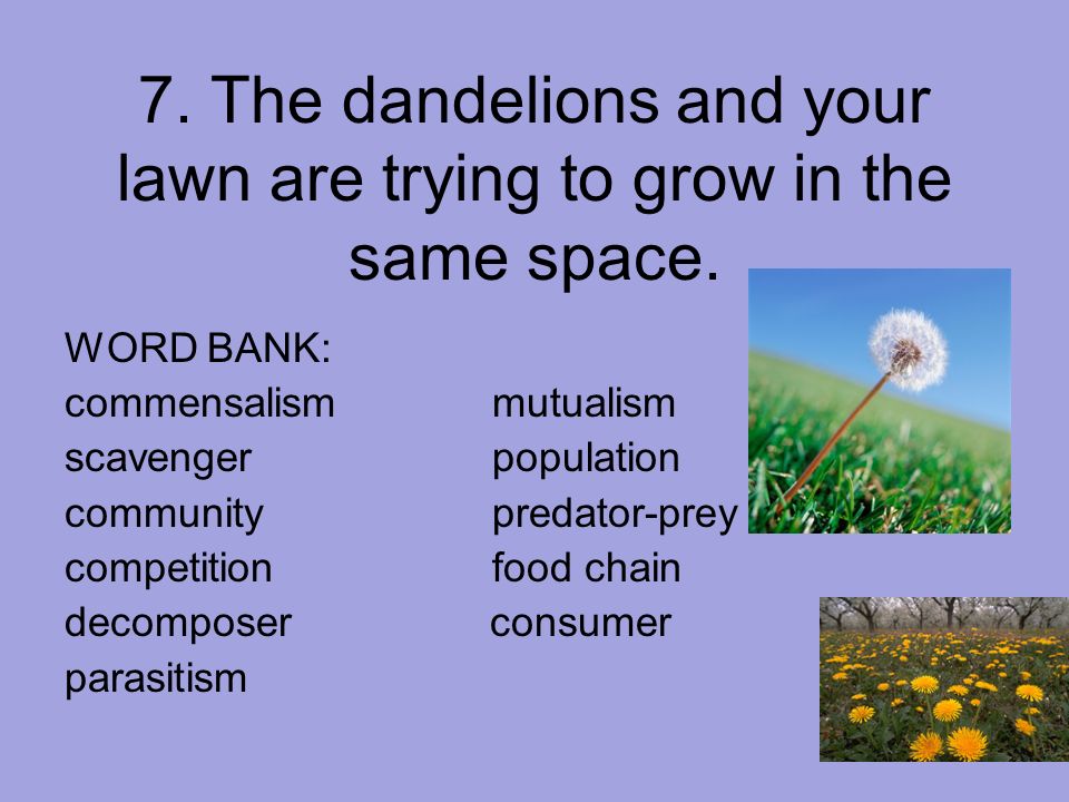 7. The dandelions and your lawn are trying to grow in the same space.