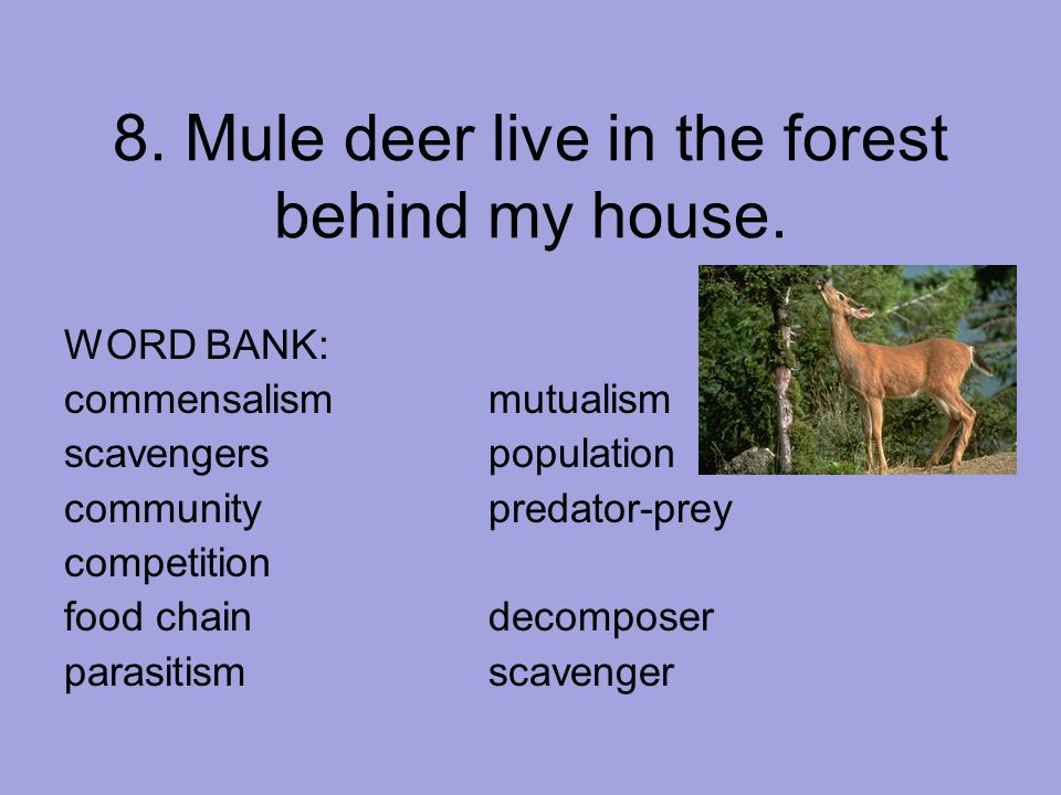 8. Mule deer live in the forest behind my house.