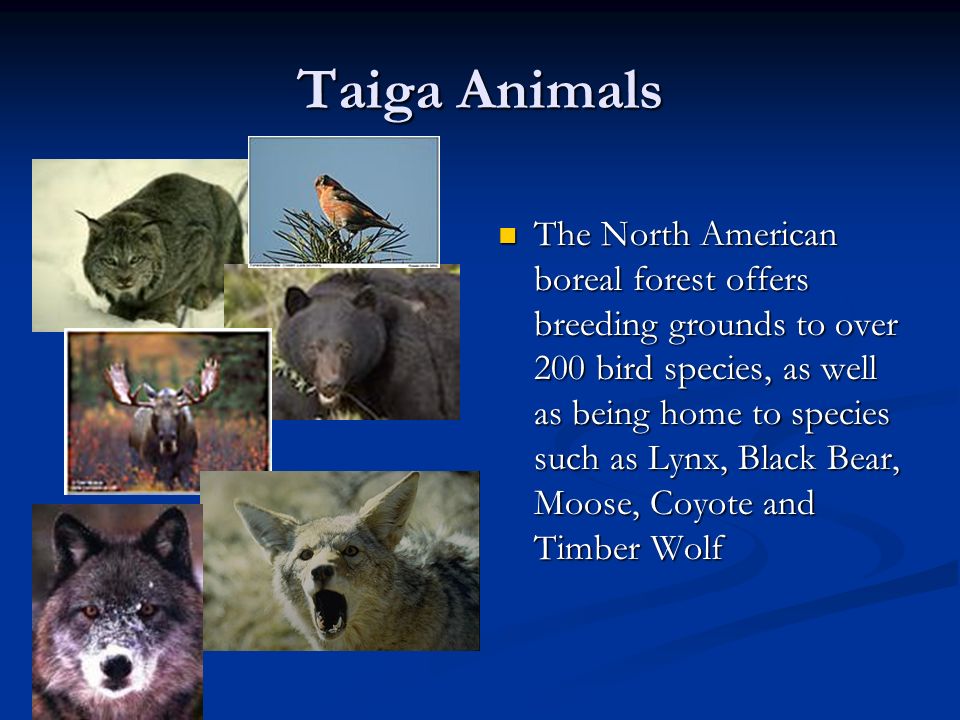 PPT - The Taiga Biome Presented By: Anish Agarwal PowerPoint