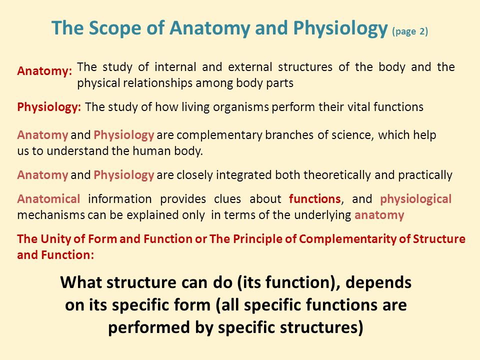 scope anatomy