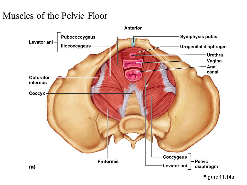 Muscles of the Pelvic Floor.