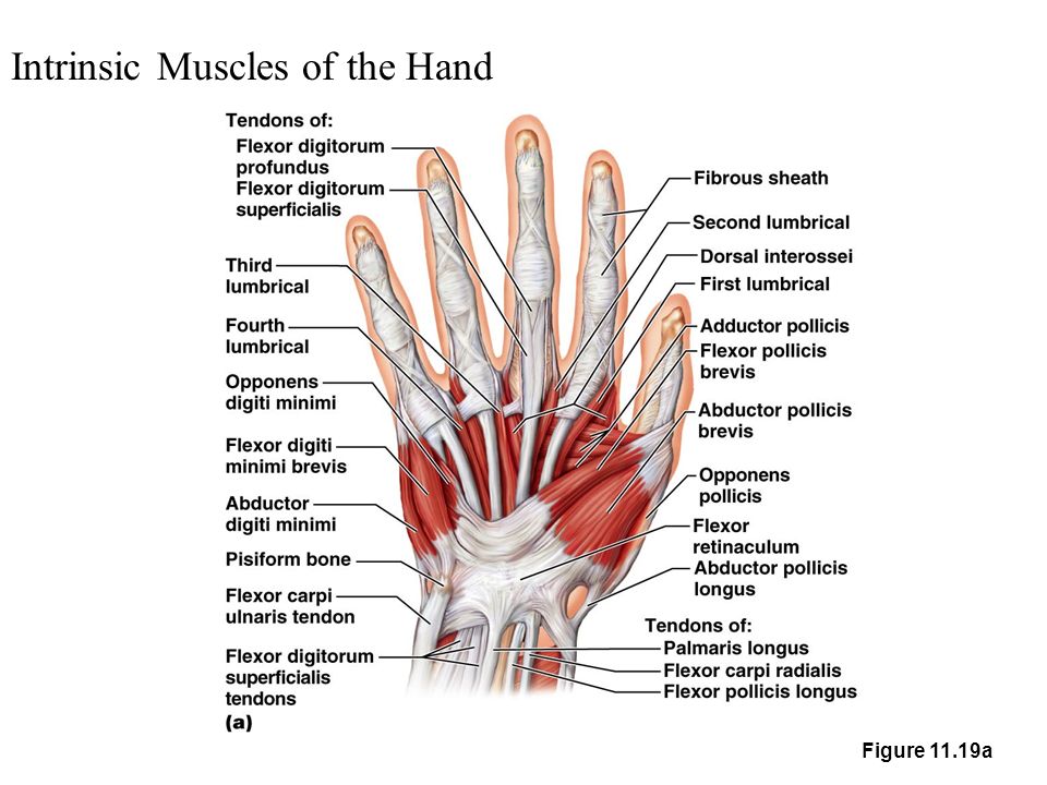 Superficial Muscles of the Body – Anterior View - ppt video online download