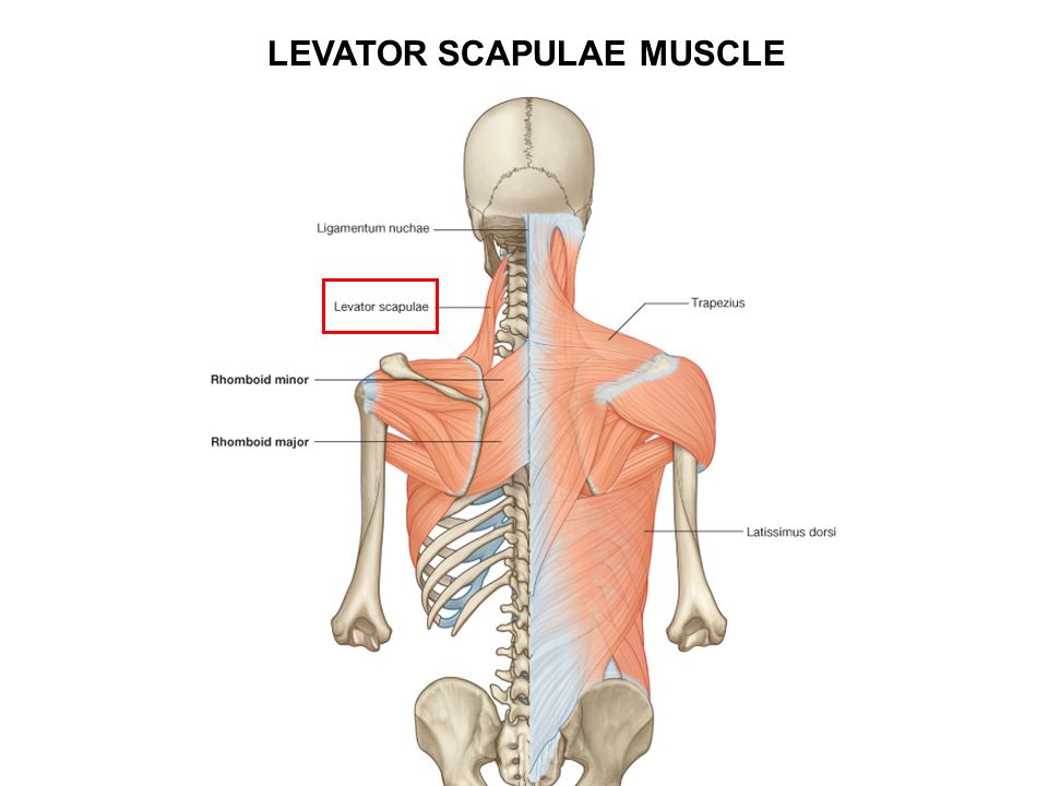 Леватор Скапула