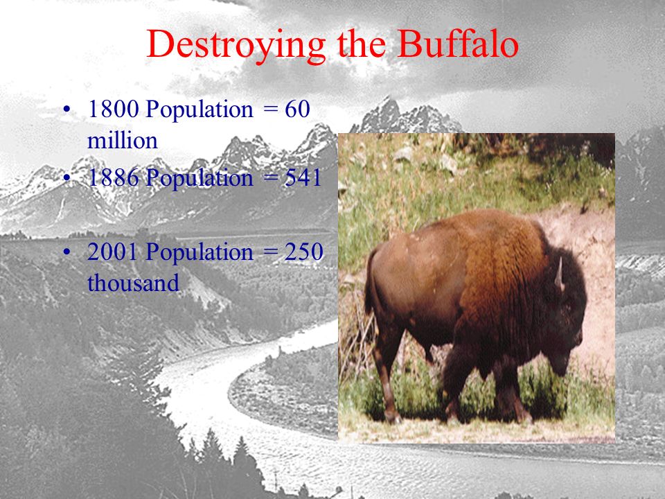 Destroying the Buffalo