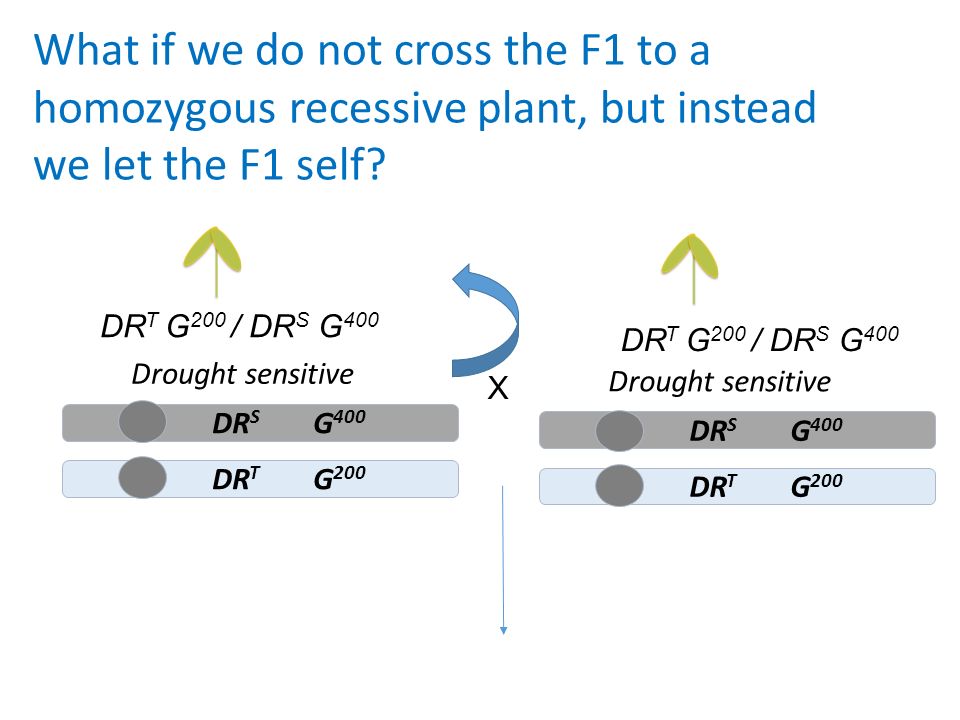 What if we do not cross the F1 to a homozygous recessive plant, but instead we let the F1 self