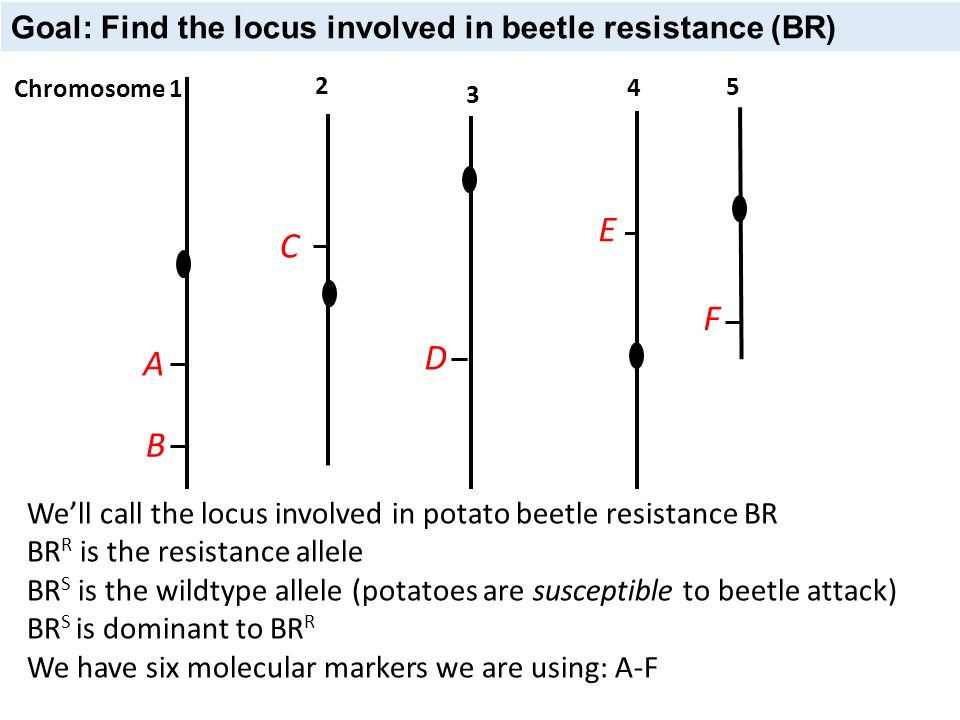 E C F D A B Goal: Find the locus involved in beetle resistance (BR)