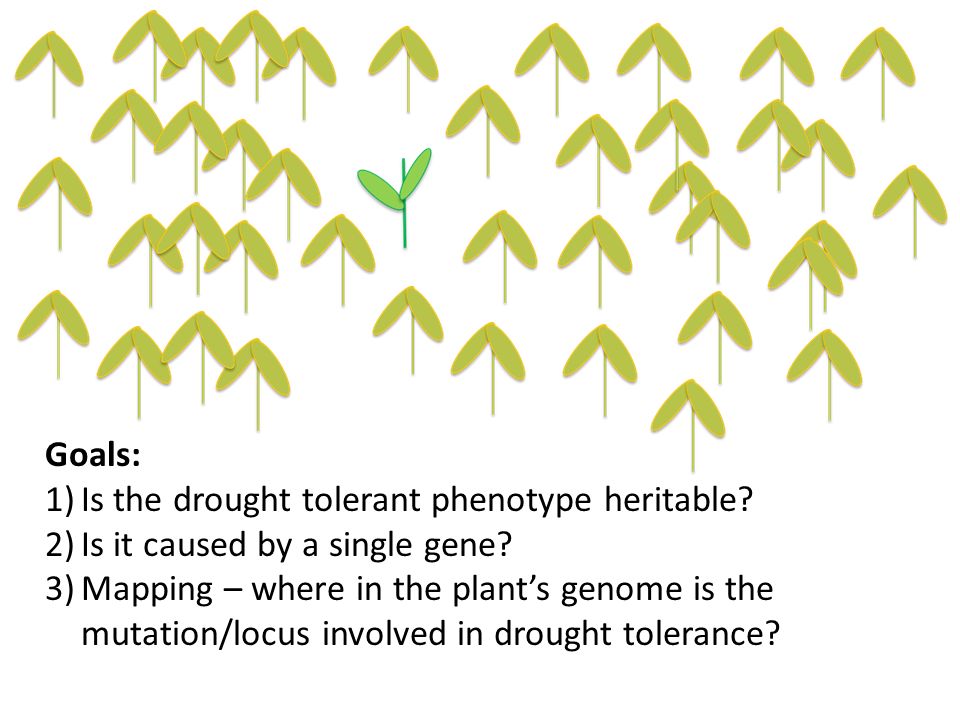 Is the drought tolerant phenotype heritable
