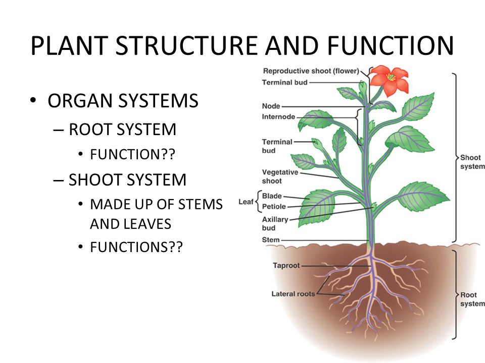 Plant structure and function chart