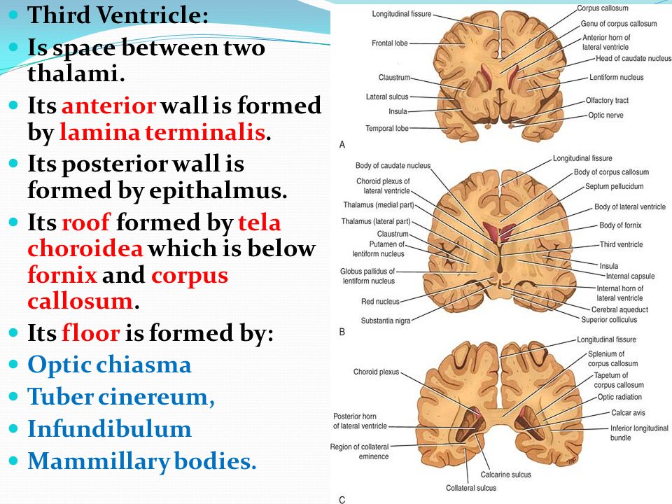 Csf And Ventricular System Ppt Video Online Download
