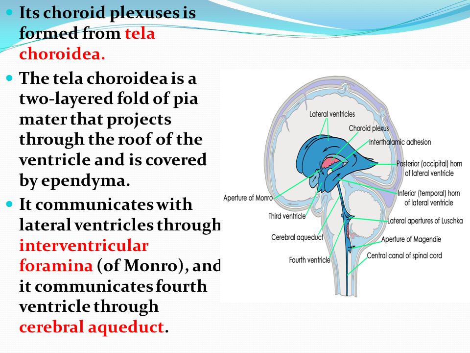 Csf And Ventricular System Ppt Video Online Download