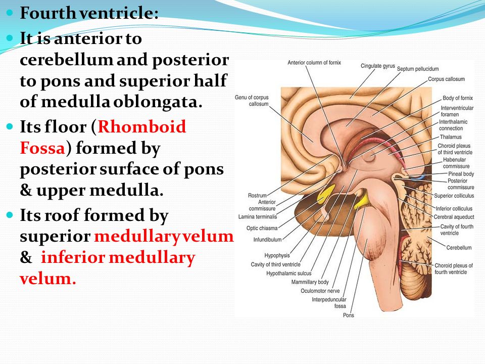 Csf And Ventricular System Ppt Video Online Download