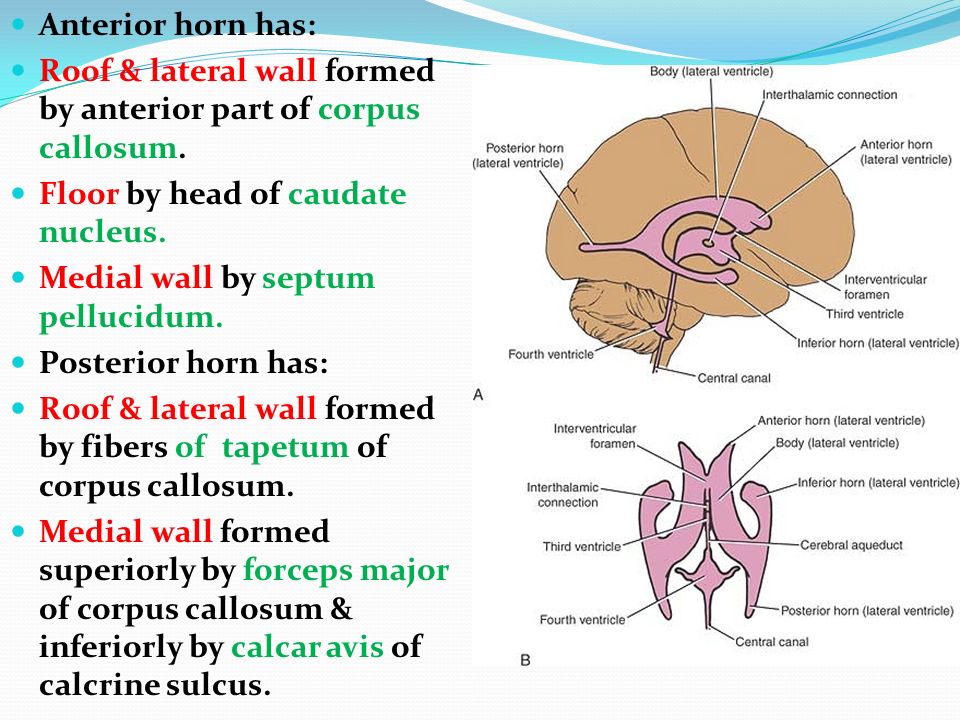 Csf And Ventricular System Ppt Video Online Download