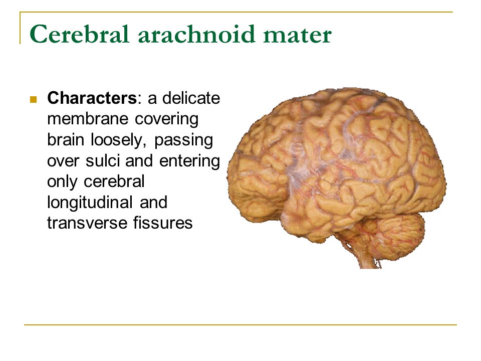 Cerebral arachnoid mater