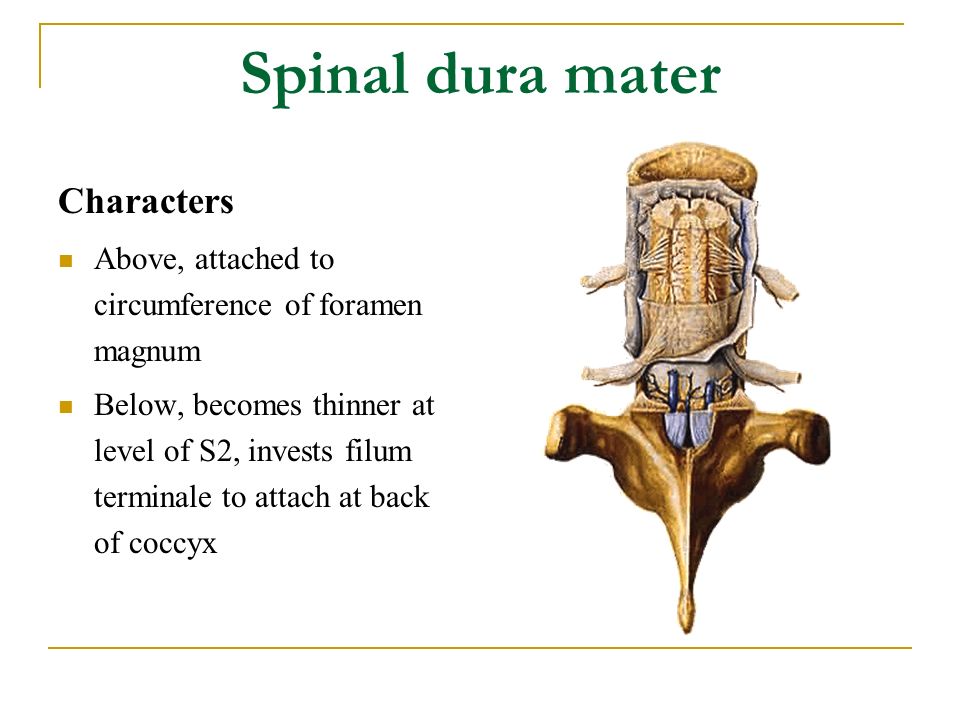 Spinal dura mater Characters