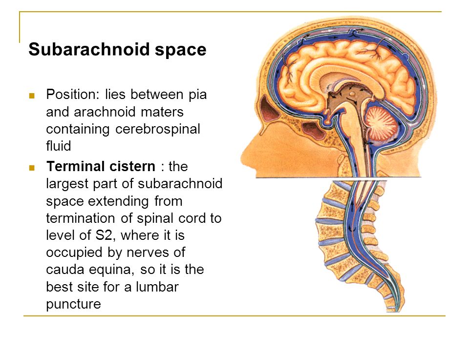 Subarachnoid space Position: lies between pia and arachnoid maters containing cerebrospinal fluid.
