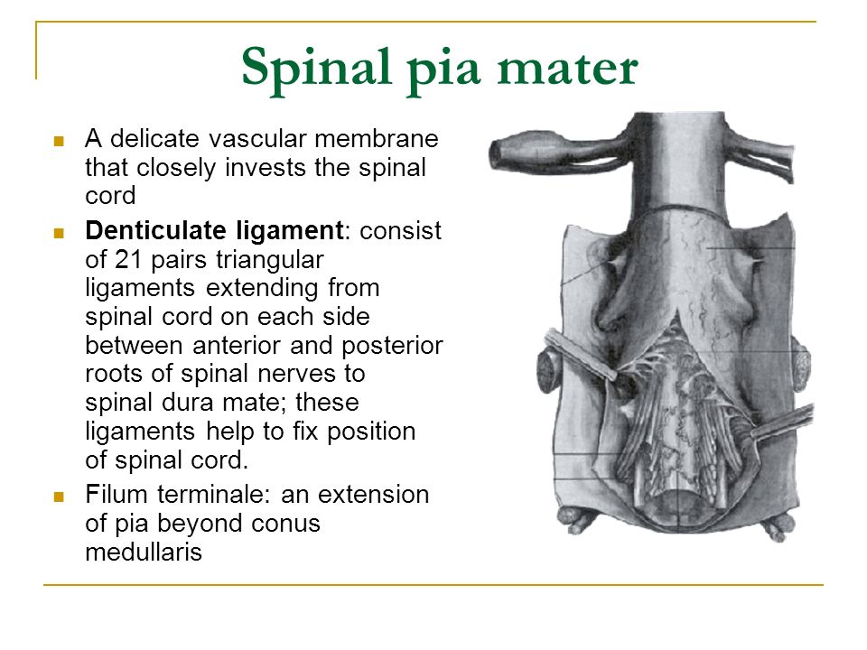 Spinal pia mater A delicate vascular membrane that closely invests the spinal cord.