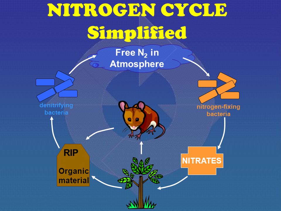 Sketch the nitrogen cycle. - Brainly.in