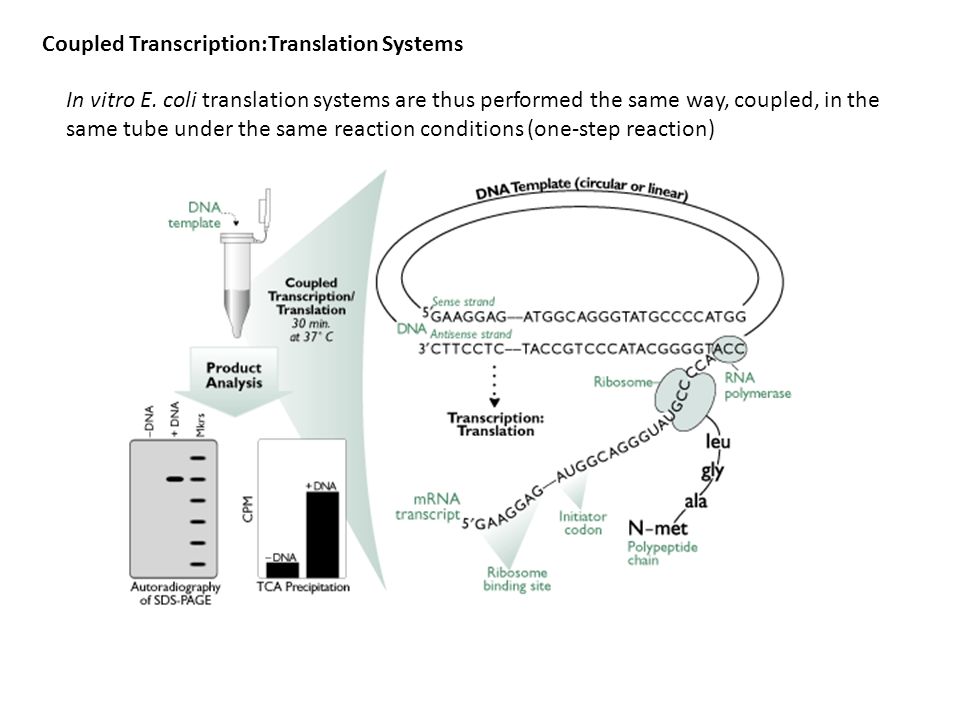Pais перевод. Транскрипция in vitro. Translation in Systems. Транскрипция couple. Pax Genes presentation.