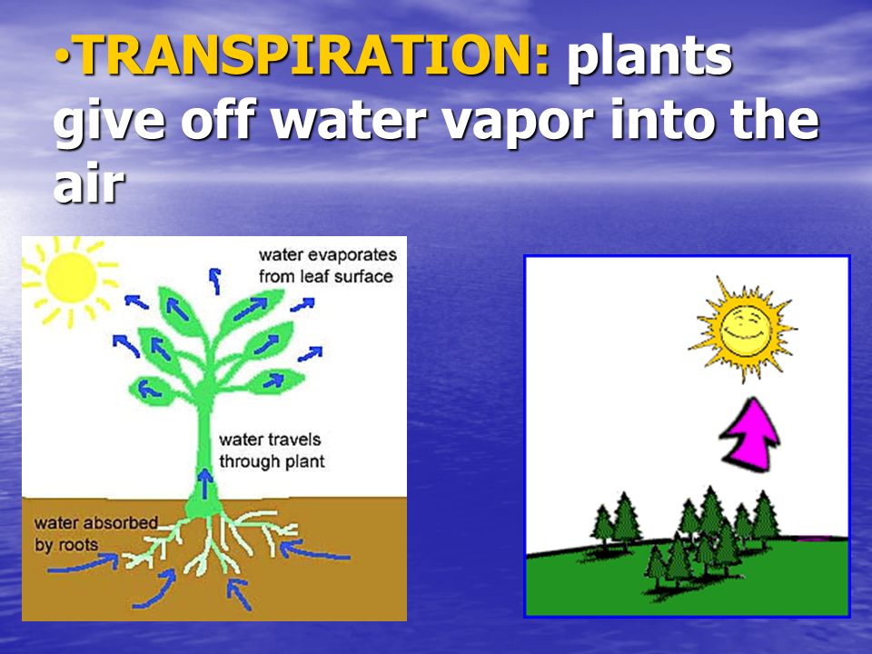 TRANSPIRATION: plants give off water vapor into the air