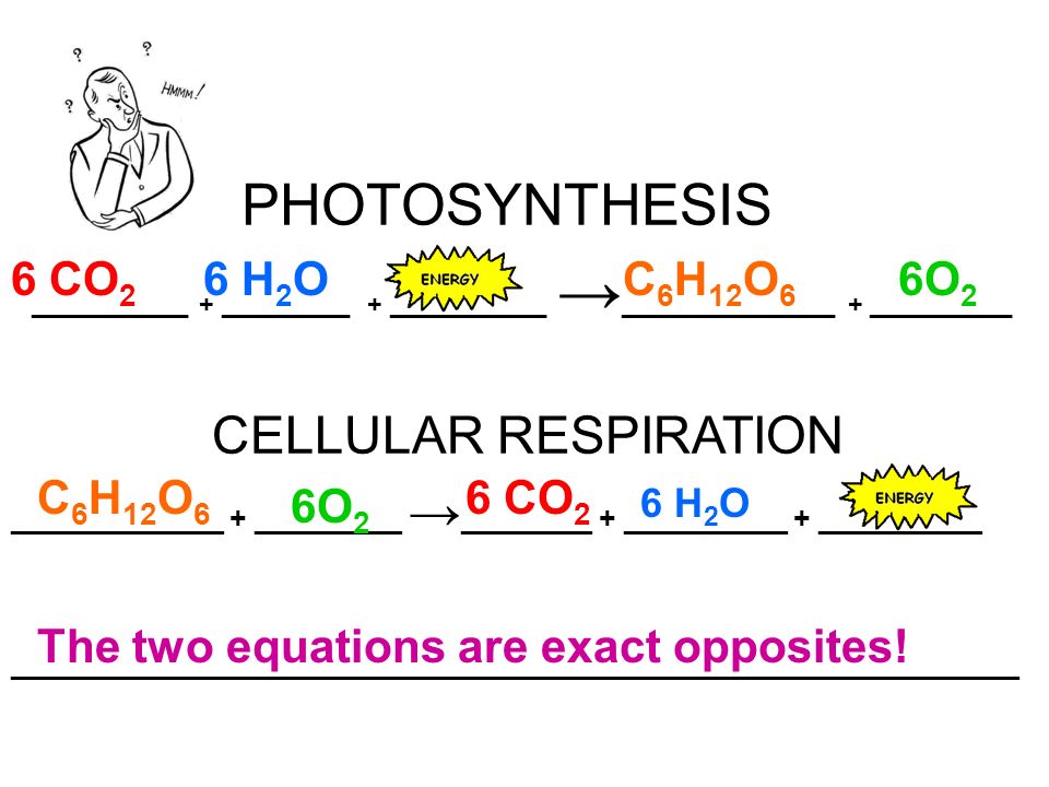 Photosynthesis cellular respiration 6 CO2 6 H2O C6H12O...