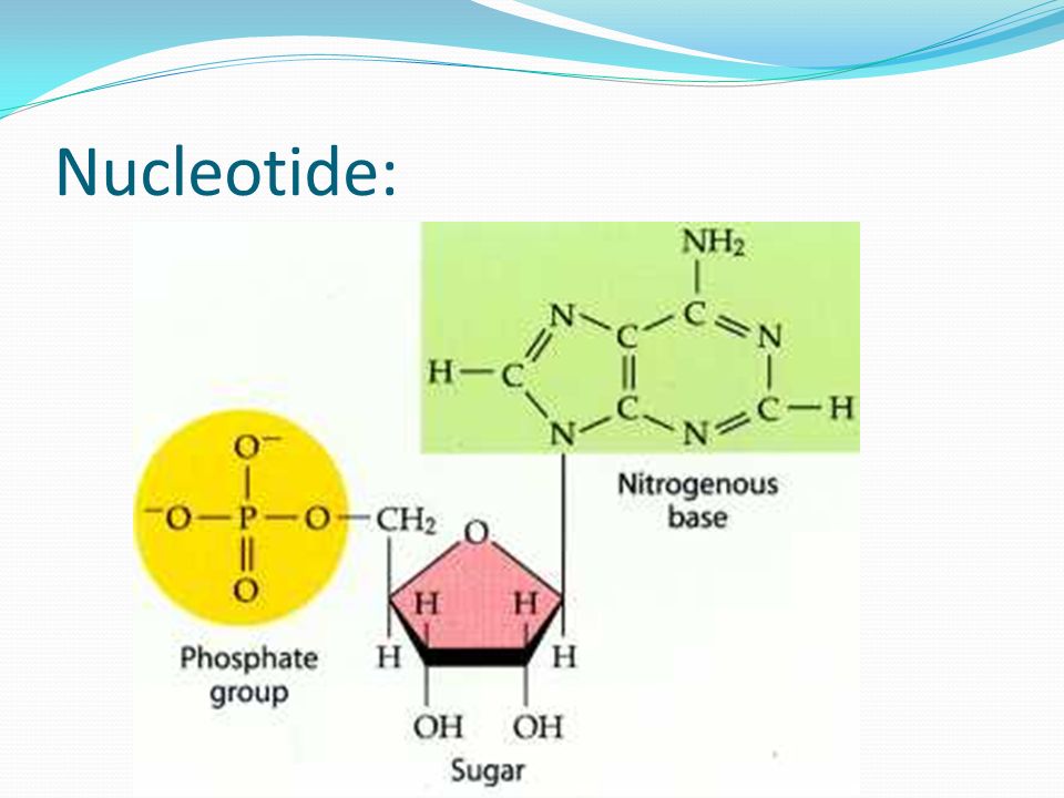 Азотистое основание рибоза остаток. Схема строения нуклеотида. Строение нуклеотида РНК химия. Нуклеотиды с рибозой.