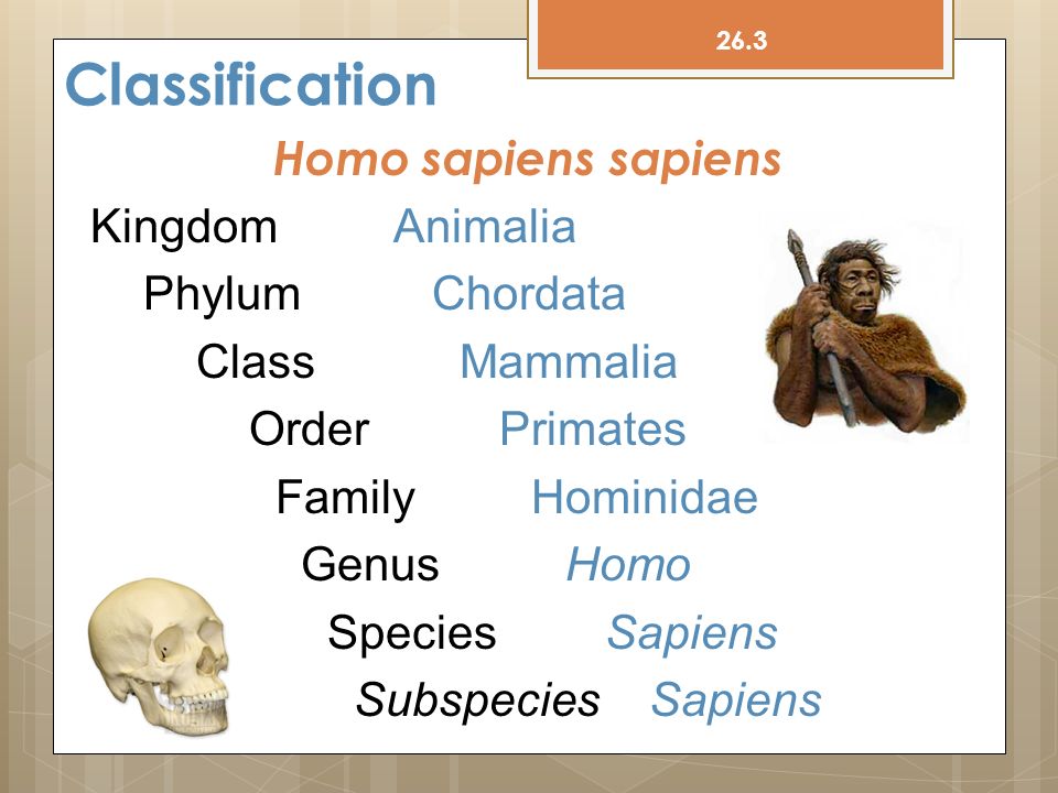 Αποτέλεσμα εικόνας για scientific classification homo sapiens sapiens