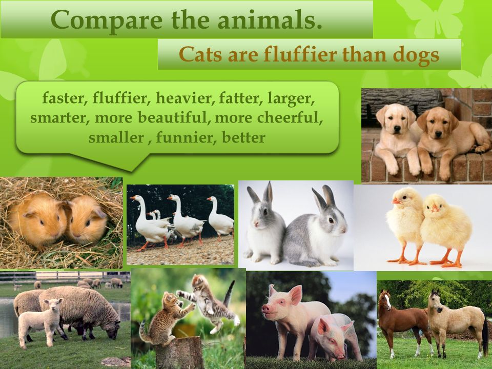 Compare animals. Animals Comparison. Comparing animals. Comparatives animals.