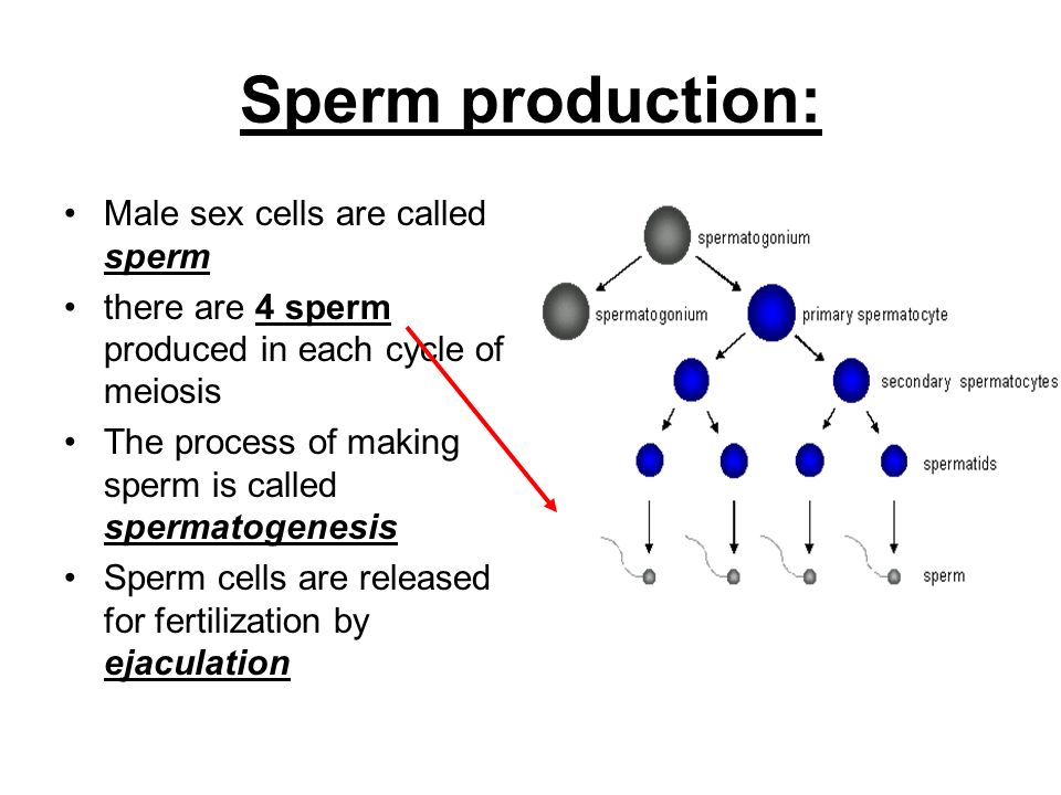 Sex cell development in males sex cells