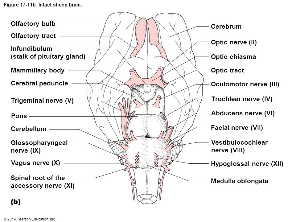 Exercise 17 Brain And Cranial Nerves Ppt Video Online