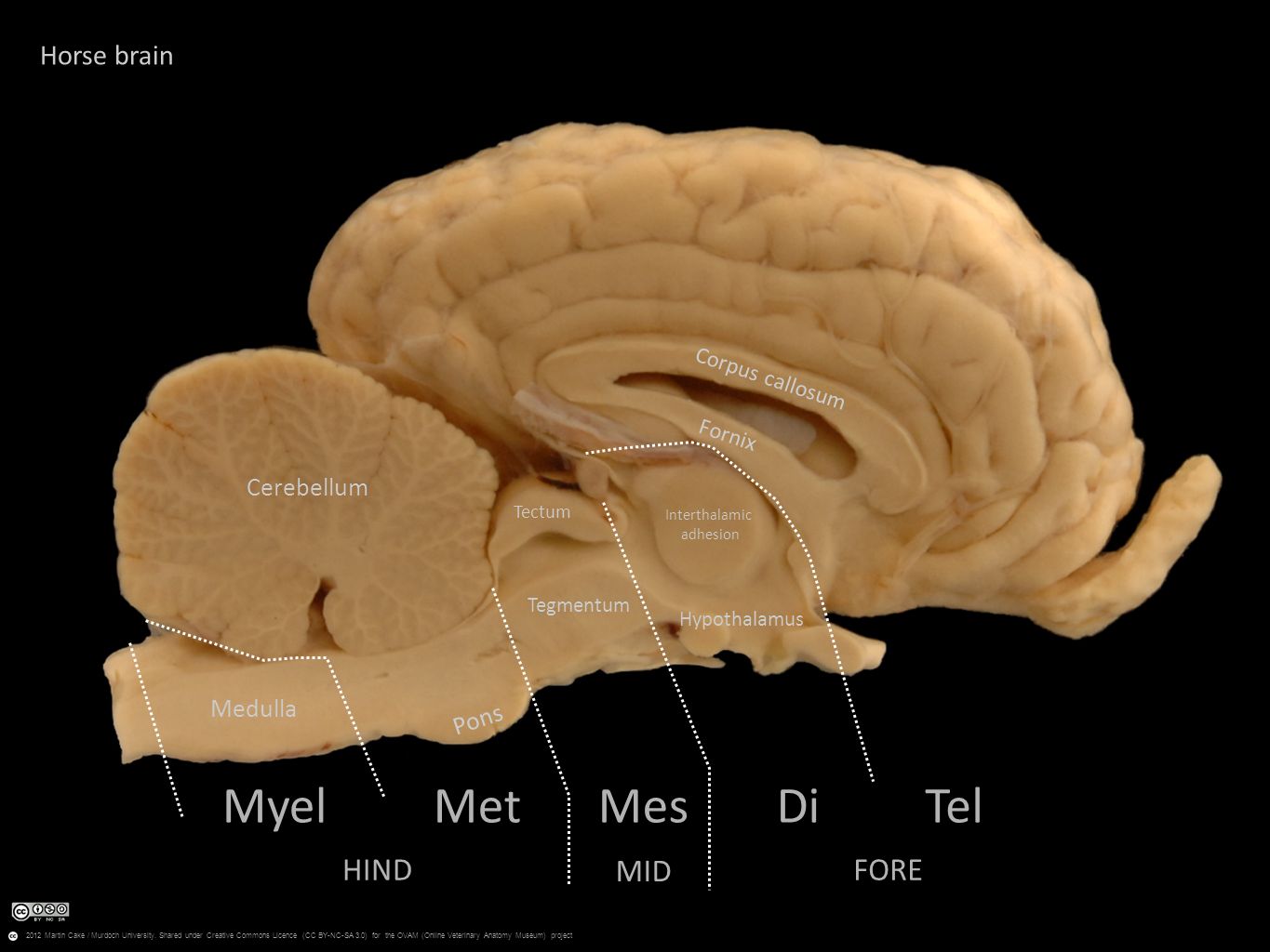 Мозг собаки отделы. Головной мозг собаки анатомия. Строение мозга животных. Мозг лошади. Строение головного мозга собаки.