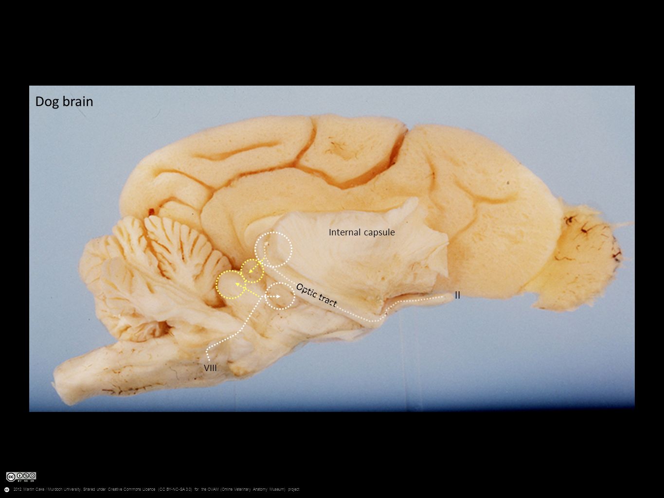 Мозг собаки отделы. Головной мозг собаки. Мозг собаки анатомия. Отделы мозга собаки. Головной мозг собаки латеральная поверхность.