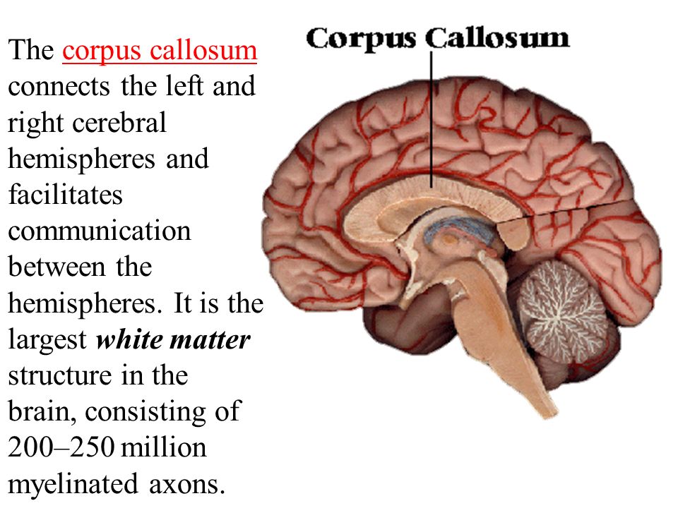 The Brain The brain is composed of the cerebrum, cerebellum, and brainstem. - ppt video online download The Brain The brain is composed of the cerebrum, cerebellum, and brainstem. - ppt video online download
